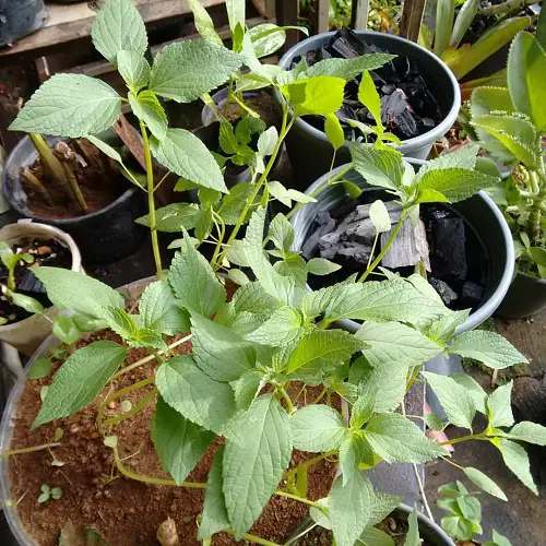 Requirements for Growing Chia Seeds