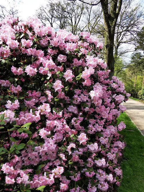 lovely Bushes with Pink Flowers 