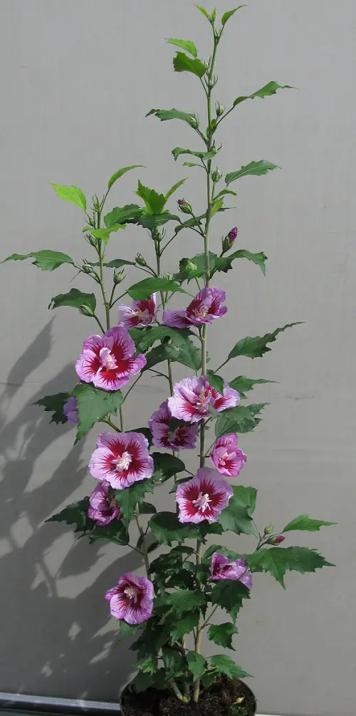Rose of Sharon Care