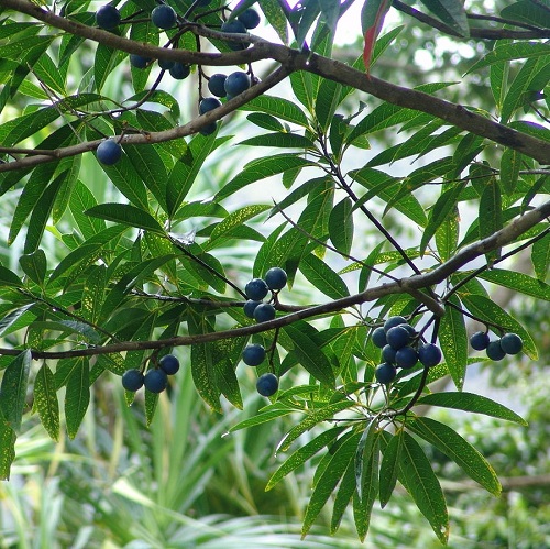 How to Grow Rudraksha Tree