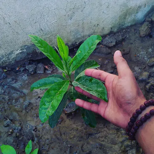 Requirements for Growing a Rudraksha Tree