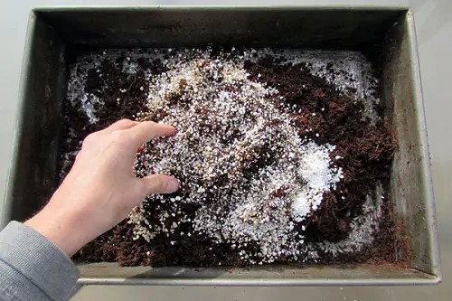 Mix Small Seeds with Sand for Germination