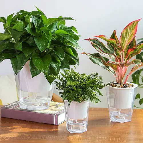Choose Self-Watering Pots