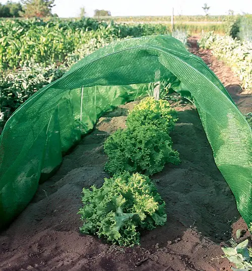 Clever Tips for Garden When Going on Vacation Put Up Artificial Shade 