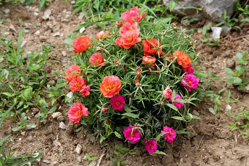 Flowers That Close At Night to grow