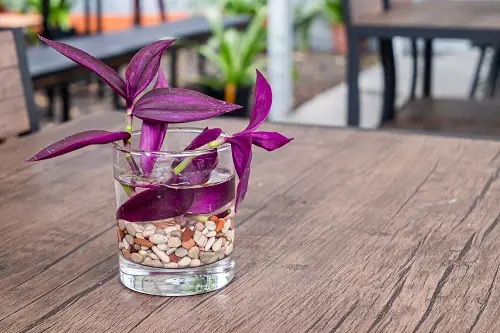 Pretty Purple Heart, Easy to Grow in Water