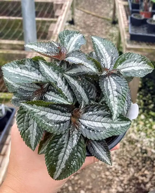 Growing Pilea Silver Tree in Pots