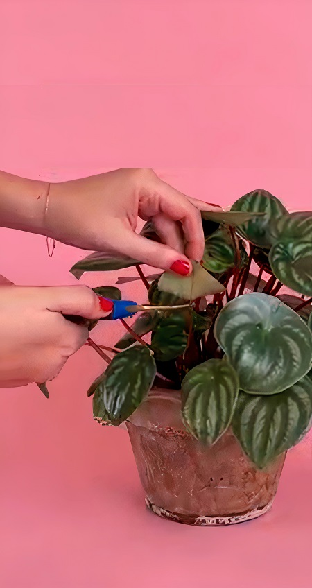 How to Use the Rubber Band Hack to Grow New Plants Quickly