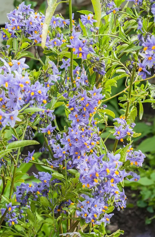 top Blue-flowering vines