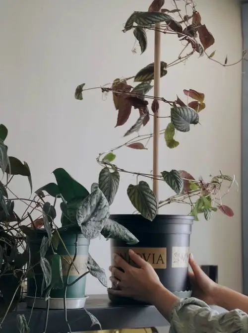 Metal Wire Stake for Potted Houseplants