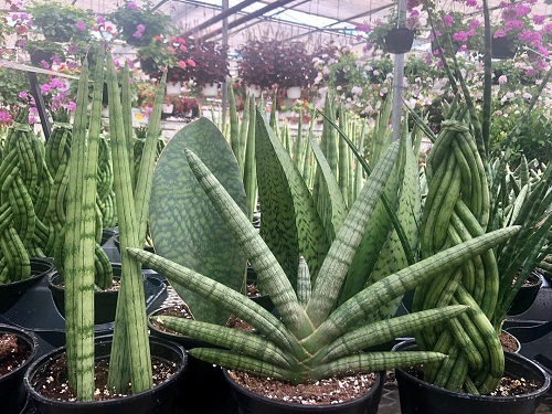 How to Grow Starfish Sansevieria Easily