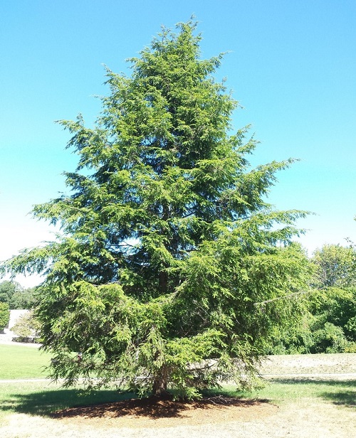 State Tree of Washington