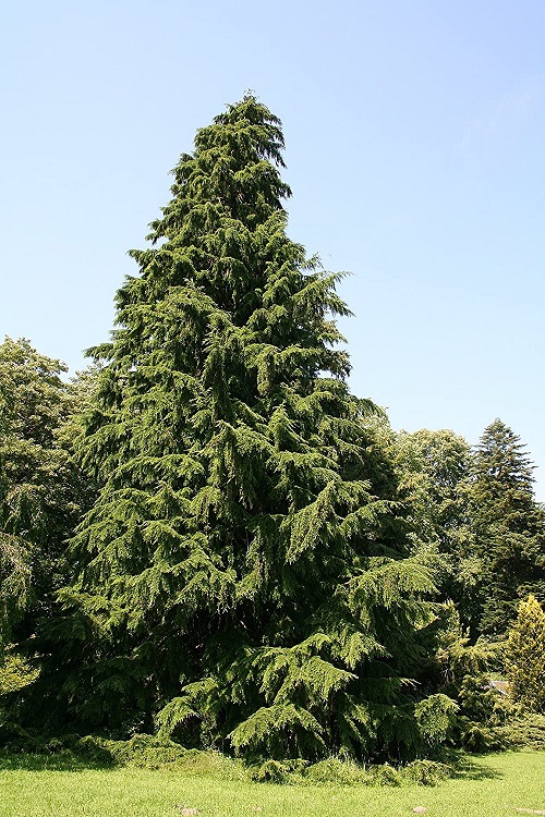 How to Grow the State Tree of Washington