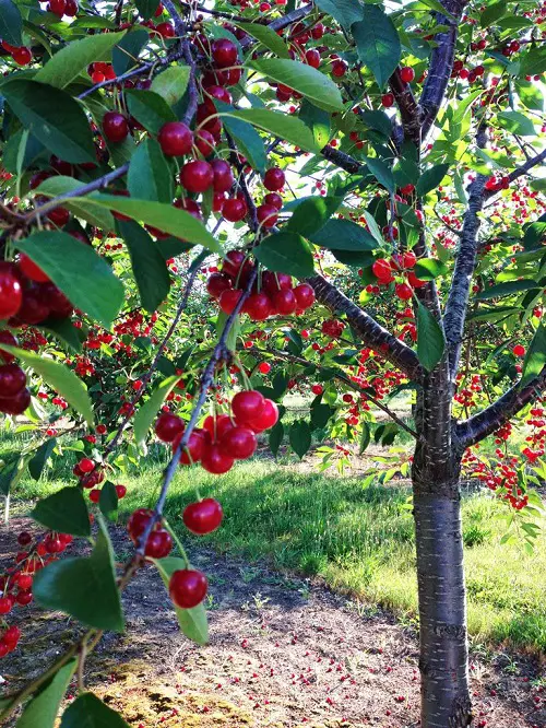 Michigan State Fruit and How to Grow It