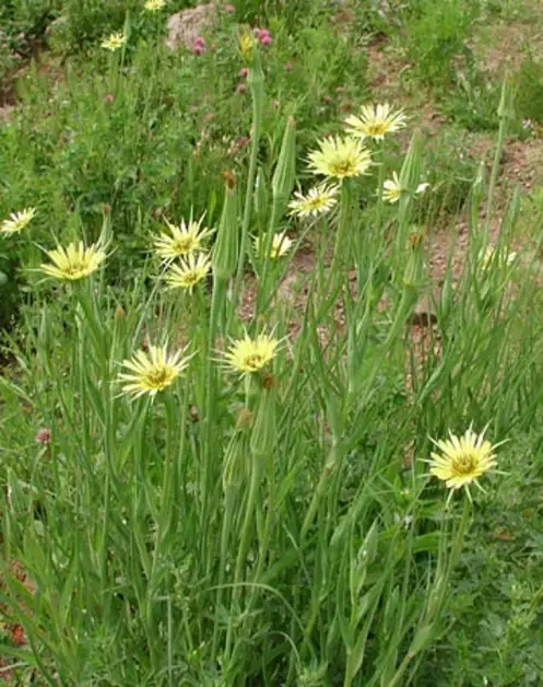 Weeds with Yellow Flowers | Common Yellow Weeds