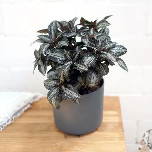 Pilea Silver Tree Care