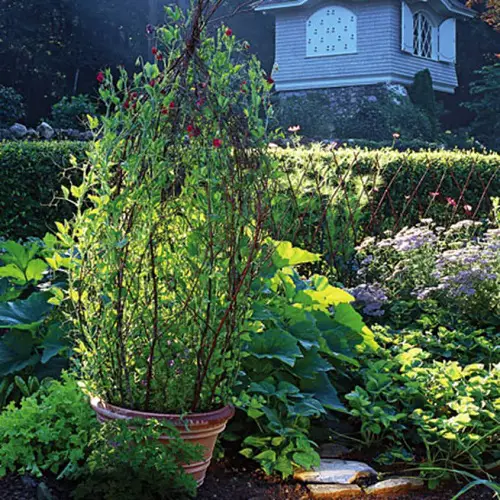 Salvaged Branch Trellis for Pots