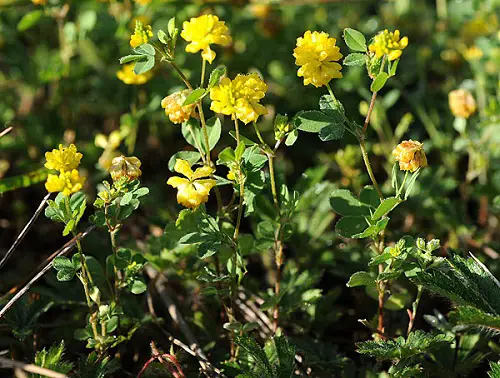 beautiful Weeds with Yellow Flowers