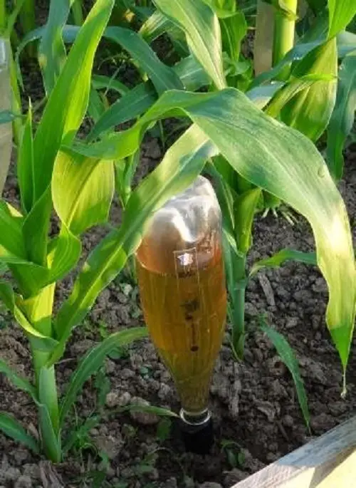 Add Urine to Plants