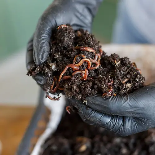 Shocking Gardening Ideas You Should Try Once