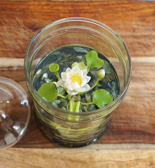 Miniature White Lotus