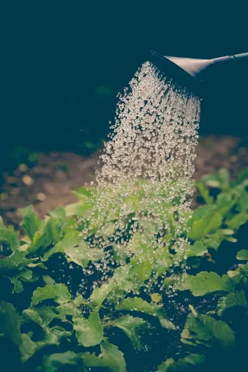 Water Plants at Night During Summer