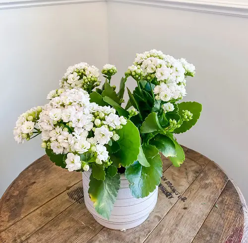 Types of Flowering Kalanchoe Varieties indoor