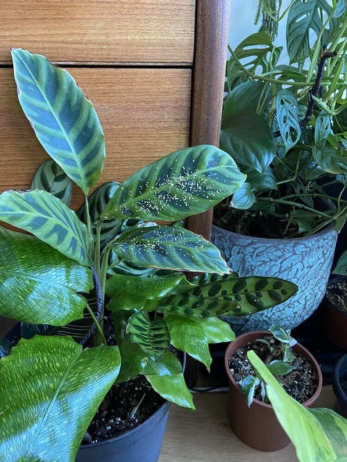 Houseplant Pests and How to Get Rid of Them