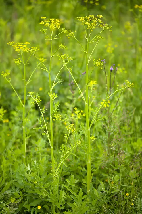 Wild Parsnip