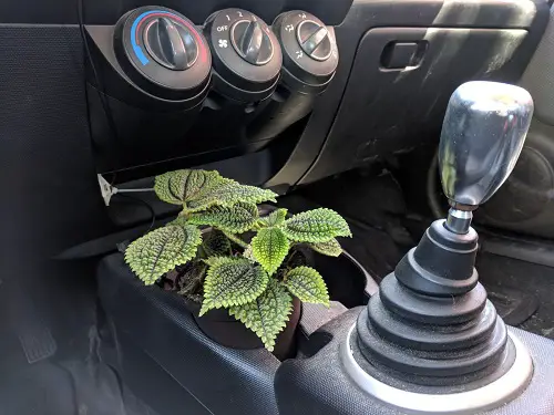Dainty Pilea in the Cup Holder