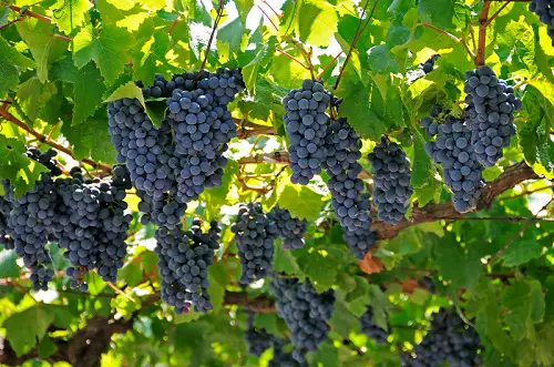 Best Blue Fruits