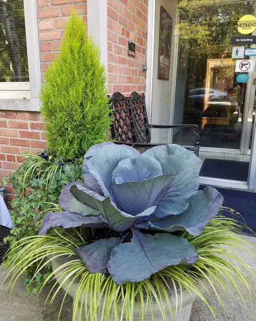 Best Blue Vegetables