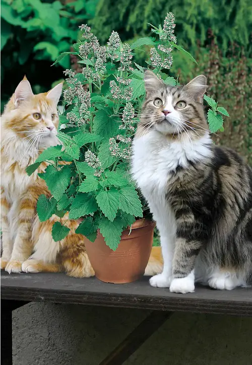 Best Cat Garden Plants
