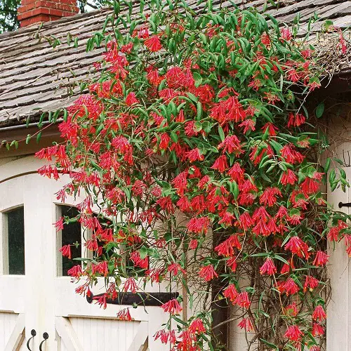Best Vines and Climbers with Red Flowers