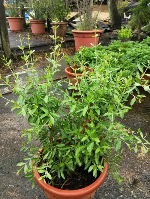 Grow These Plants to Naturally Color Your Hair