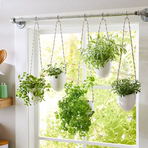 Create an Indoor Herb Garden