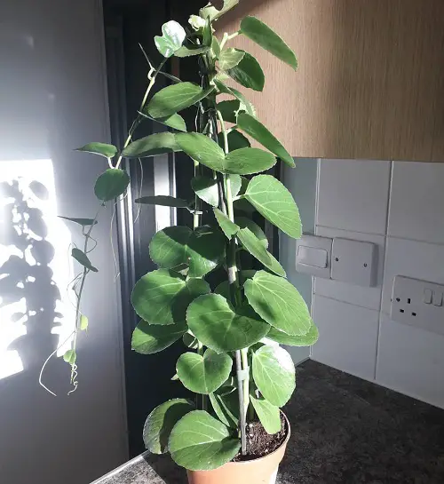 Best Plants for Bathroom