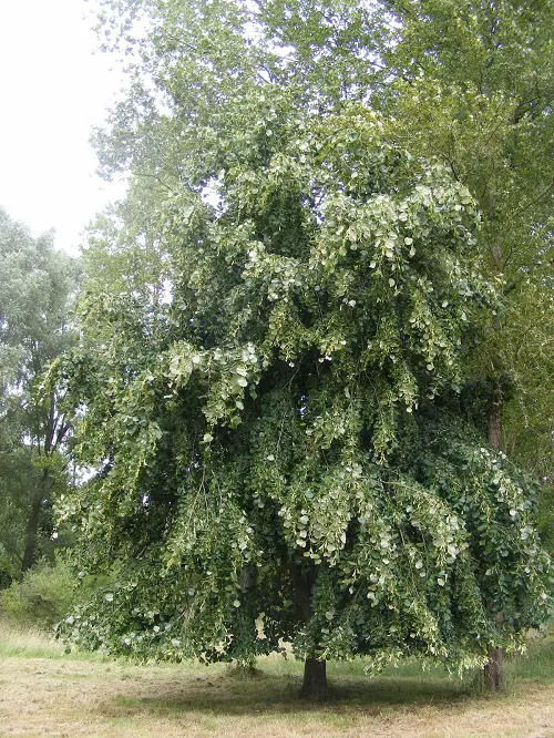 Trees with Heart-Shaped Leaves