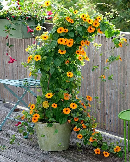 8 Best Thunbergia Flowers | Most Beautiful Thunbergia Varieties 1