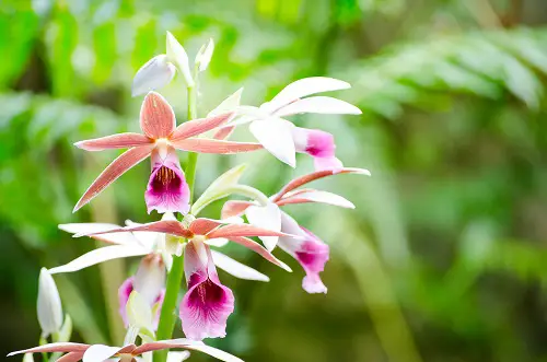Best Varieties of Phaius Orchids