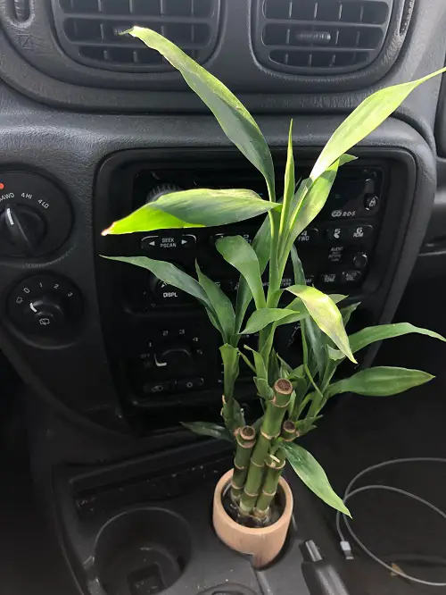 Lucky Bamboo Gracing the Car