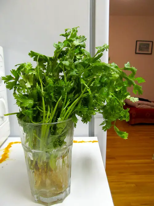 Cilantro in Tall Glasses