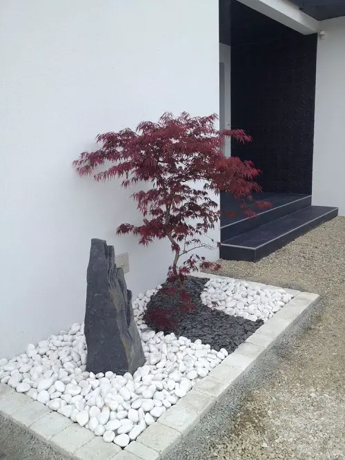 Japanese Maple in White Pebble Bed by the Entrance