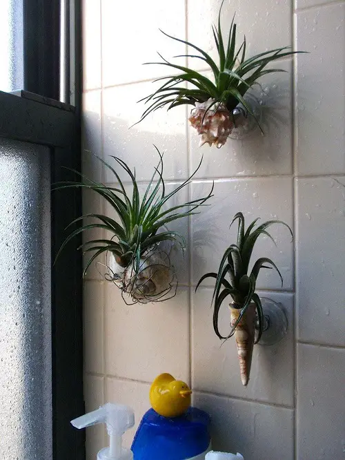Air Bathroom Indoor Plants