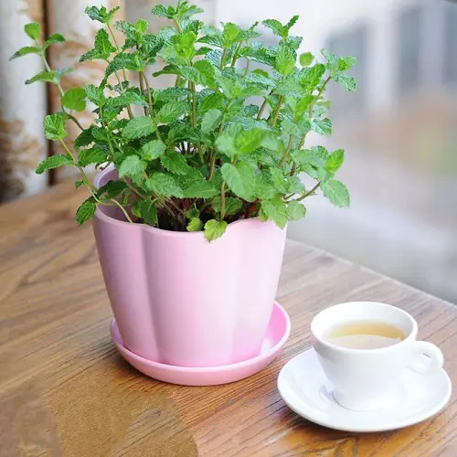 Grow Plants that Repel Pests