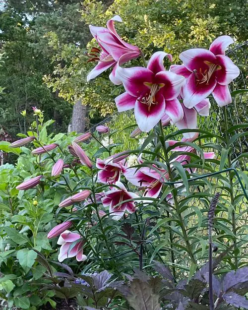 best majority of fragrant lilies