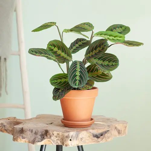 Cat Garden Plants indoor