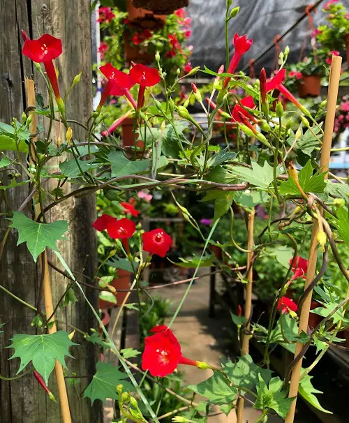Red Morning Glory flowering vine
