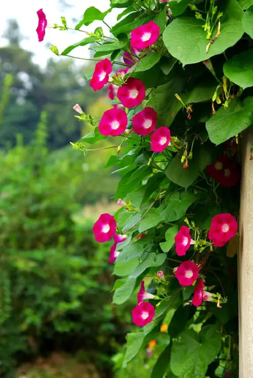 beautiful Vines and Climbers with Red Flowers