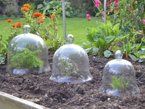 Use a Cloche for plant Warmth